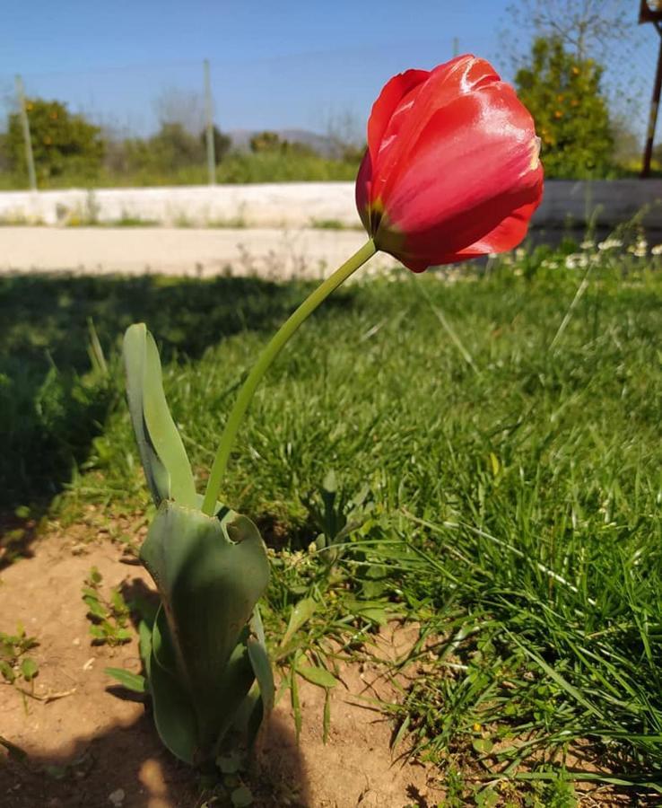 Ktima Anastasia Nauplion Zewnętrze zdjęcie